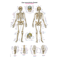 PHYWE ERL-AL102 Chart The Human Skeleton