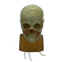 True Phantom Solutions HD-A03 Adult Head (Standard) for X-Ray CT, US, MRI