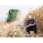 When to Harvest Corn: Maturity and Moisture Guide
