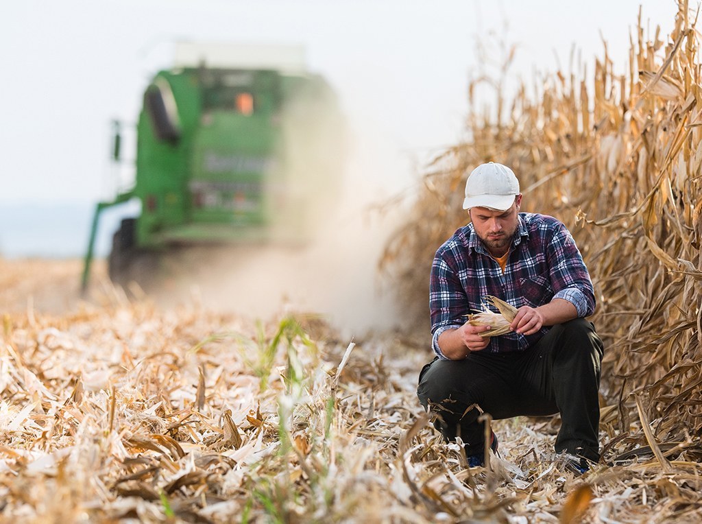 Corn harvest maturity and moisture assessment