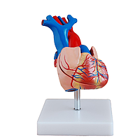 PHYWE MOD-HEART Human Heart Model (12 x 12 x 14 cm)