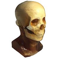 True Phantom Solutions HD-A04 Adult Head (Training, V1) For X-Ray CT, US, MRI