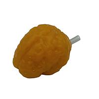 True Phantom Solutions BN-A01 Adult Brain (Standard) For X-Ray CT, US, MRI