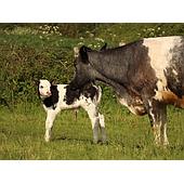Uterine Prolapse in Cows: Signs, Risks, and Prevention